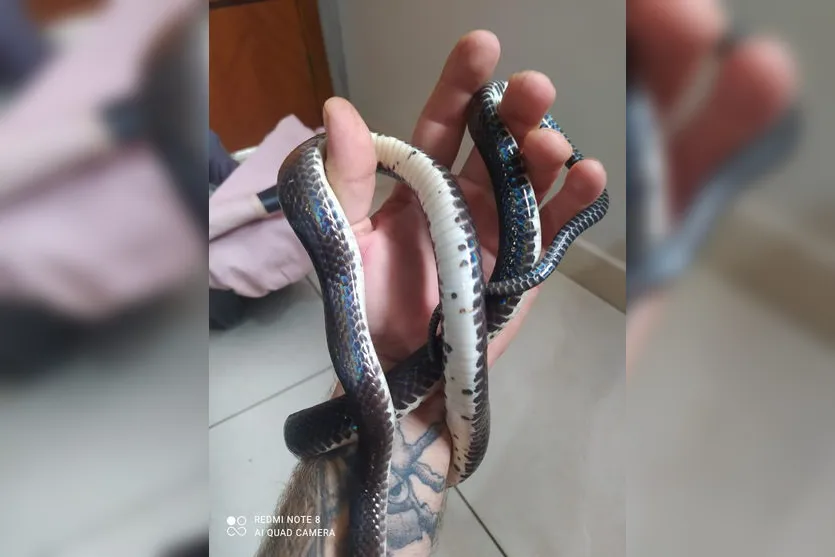 Cobra rara é resgatada por biólogo em Apucarana