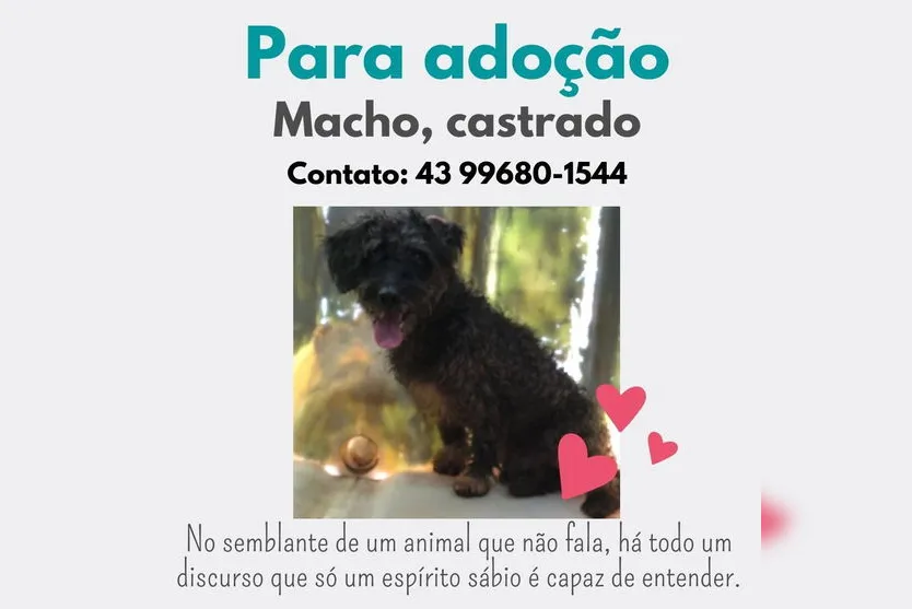 Irmã faz apelo para doar cães de protetora que faleceu; veja