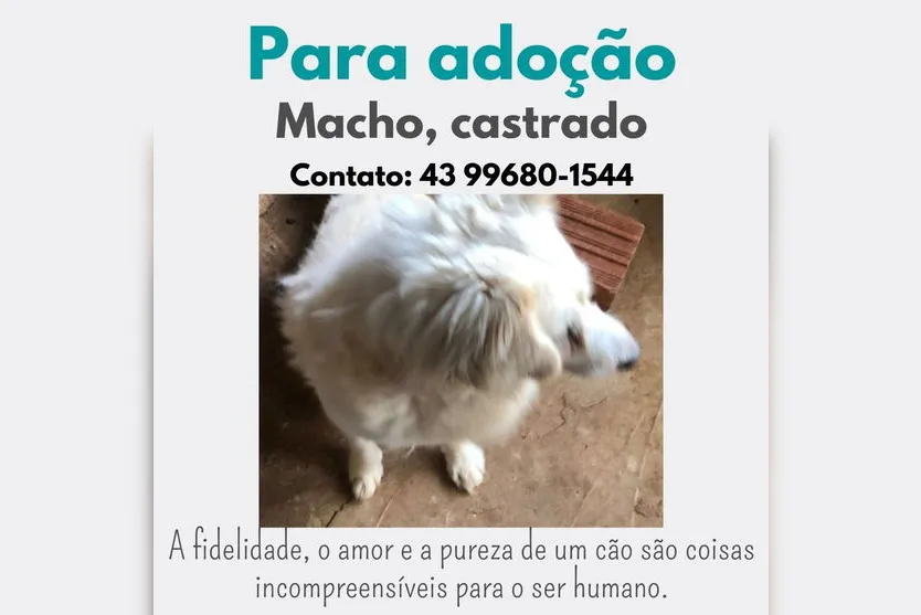 Irmã faz apelo para doar cães de protetora que faleceu; veja