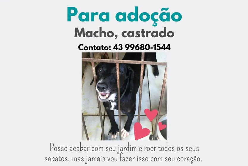 Irmã faz apelo para doar cães de protetora que faleceu; veja