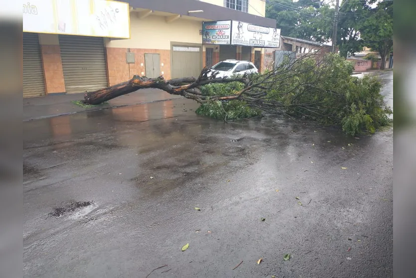 Bombeiros registram quedas de árvores em Arapongas
