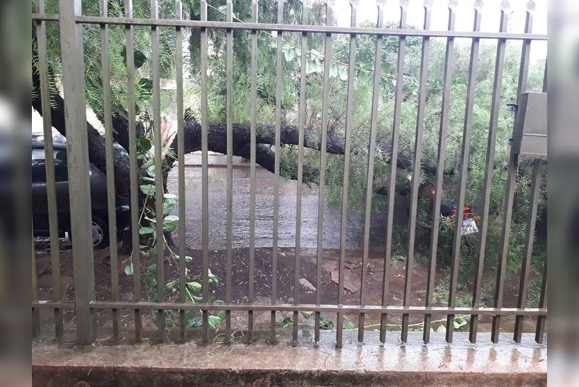 Bombeiros registram quedas de árvores em Arapongas