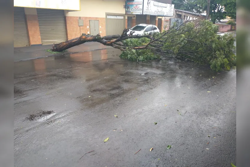 Bombeiros registram quedas de árvores em Arapongas