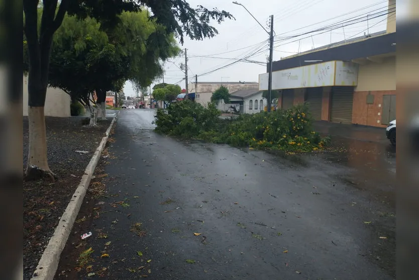 Bombeiros registram quedas de árvores em Arapongas