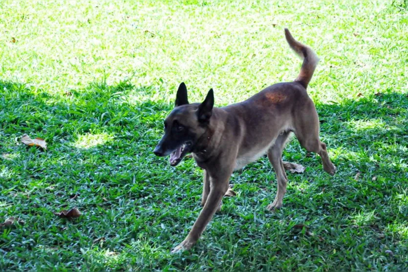 Canil da PM participa de evento em Jandaia do Sul