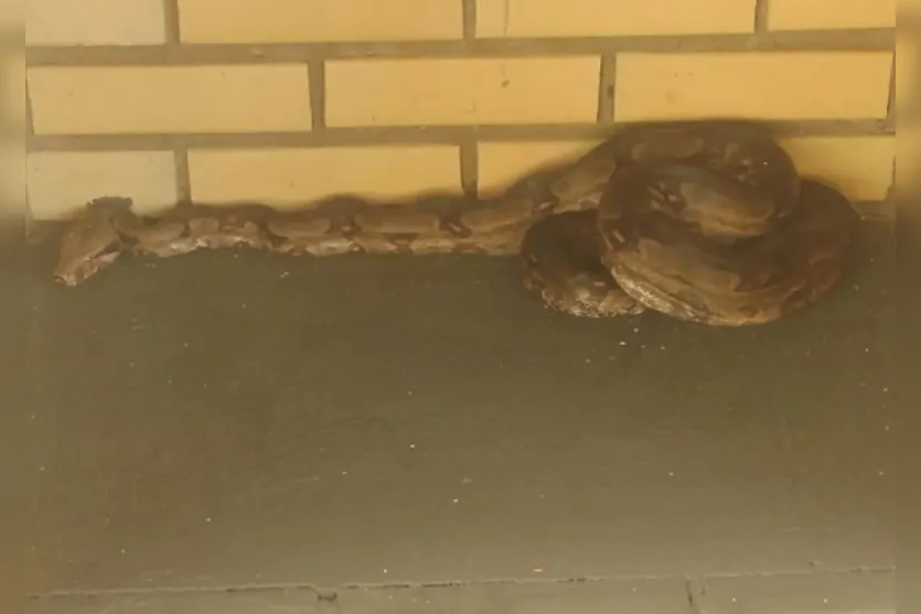 Cobra gigante é encontrada em condomínio na região; Veja
