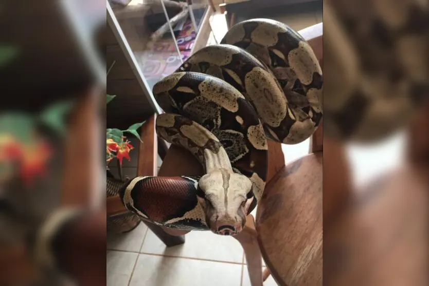  Escobar completou seis anos de vida no mês passado. 