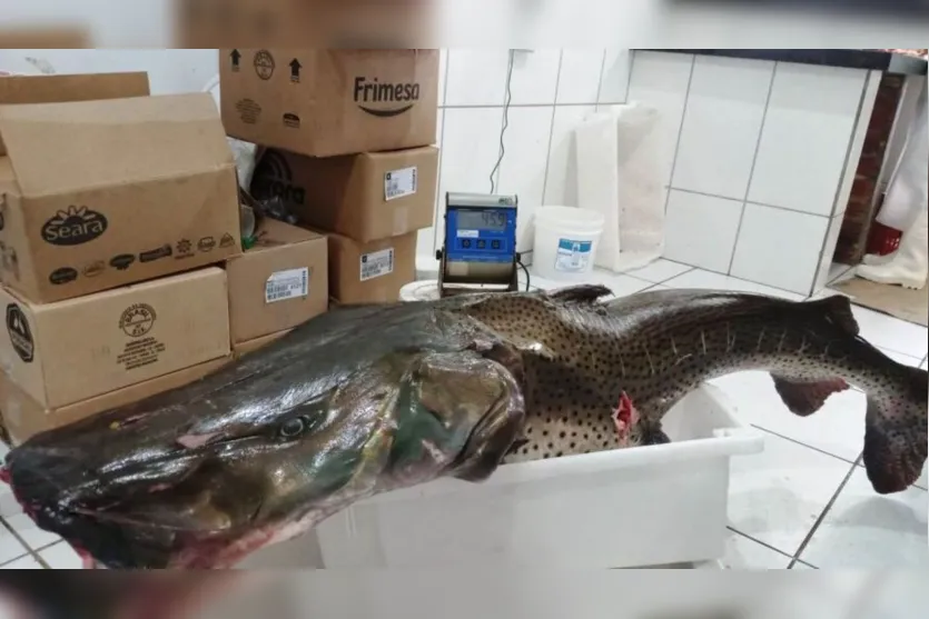 Família pesca peixe de mais de 40 kg no Rio Paraná