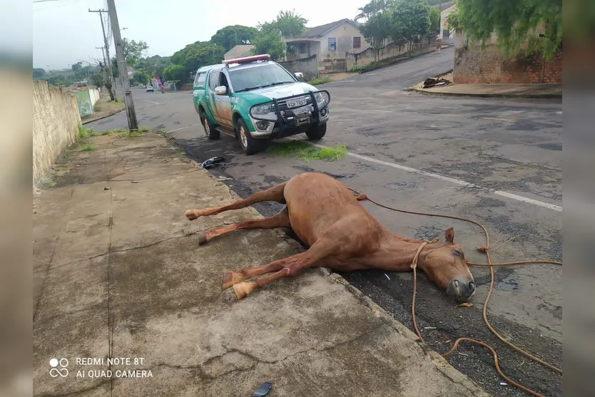 GM Ambiental atende cerca de 3 ocorrências por dia em 2022