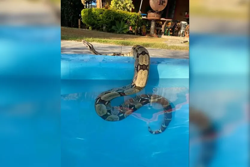Inusitado: Maringaense tem jiboia de dois metros como animal de estimação