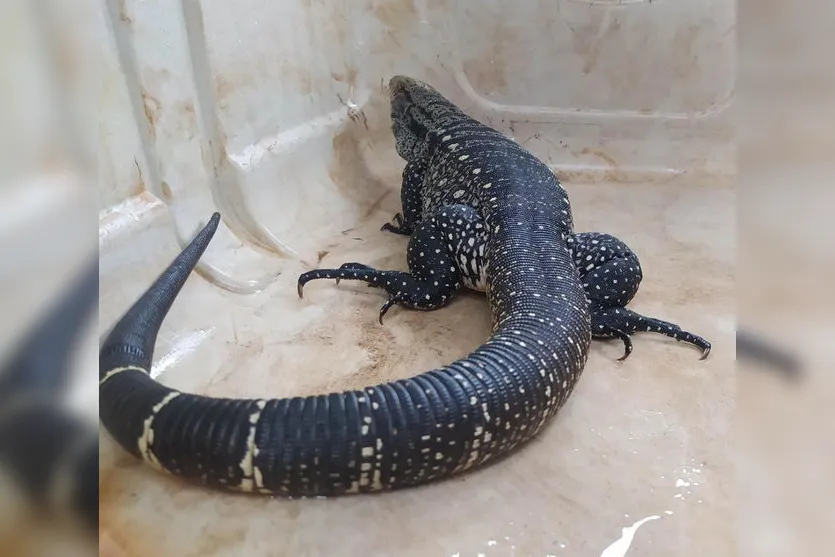 Lagarto é resgatado preso dentro de tubulação em Arapongas