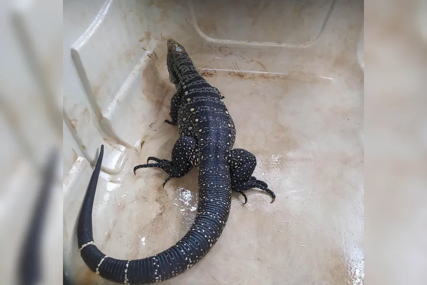 Lagarto é resgatado preso dentro de tubulação em Arapongas