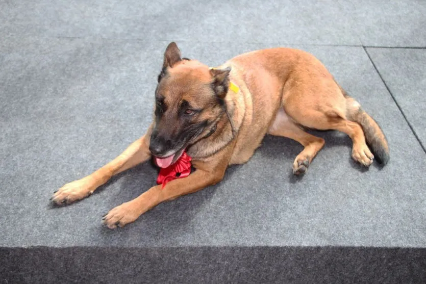 PR envia bombeiros e cães farejadores para ajudar nas buscas