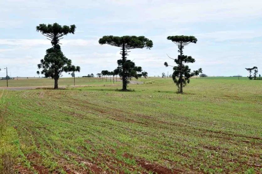 Plantio de milho atinge 50% da área na região de Ivaiporã