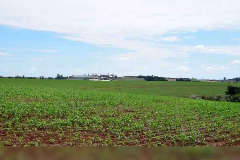 Plantio de milho atinge 50% da área na região de Ivaiporã
