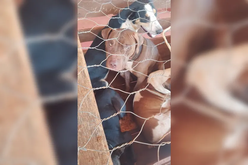 Polícia Ambiental prende três por caça e maus tratos a cães