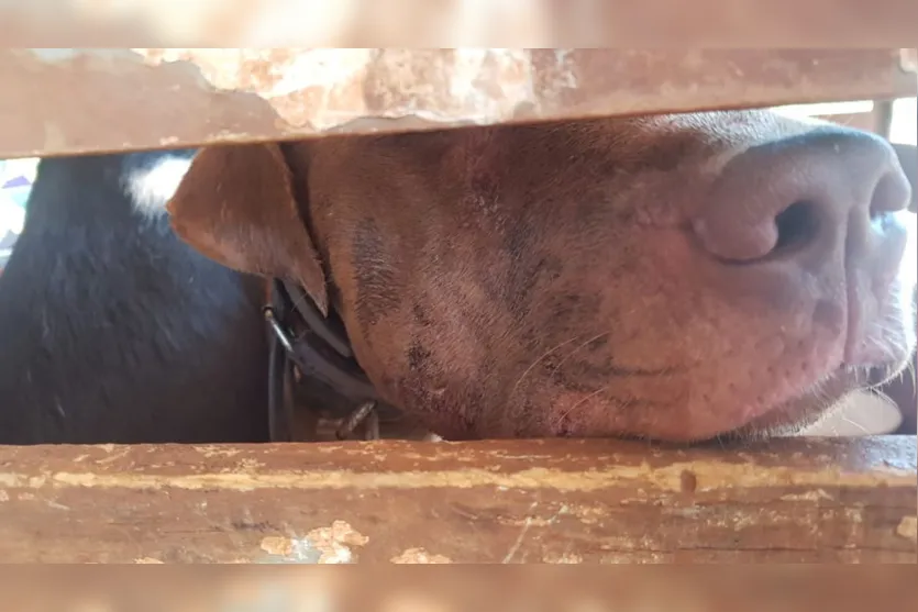  Seis cães que estavam presos nas gaiolas foram resgatados 