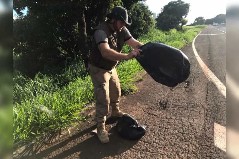 Após ser atropelado, felino é recolhido em Apucarana