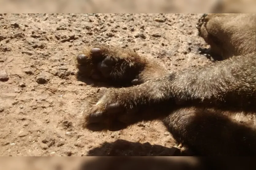 Após ser atropelado, felino é recolhido em Apucarana