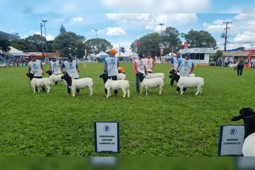 Criador de Apucarana tem animais premiados na Expolondrina