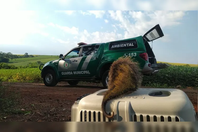 GDA de Arapongas atende mais de 150 ocorrências em março