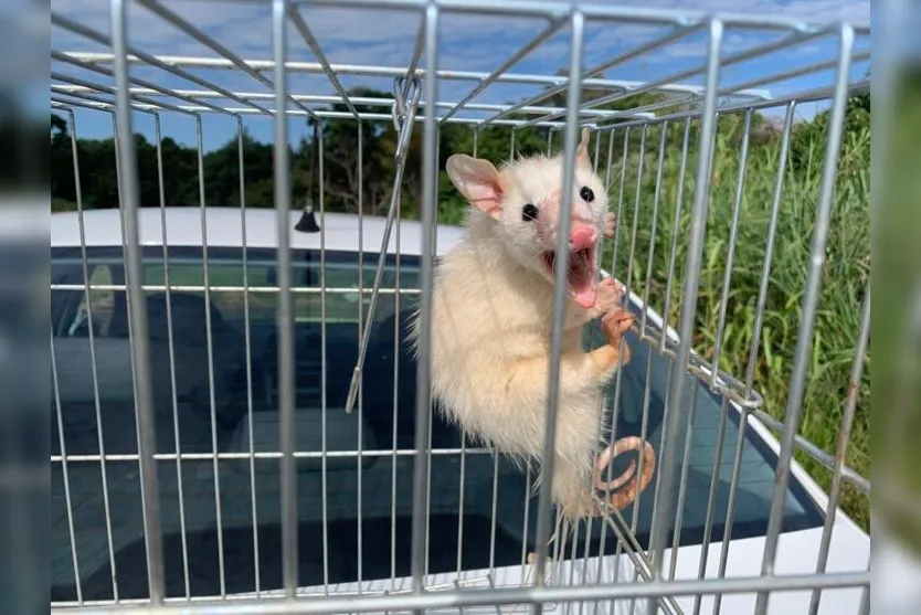 Gambá albino raro é capturado em Arapongas