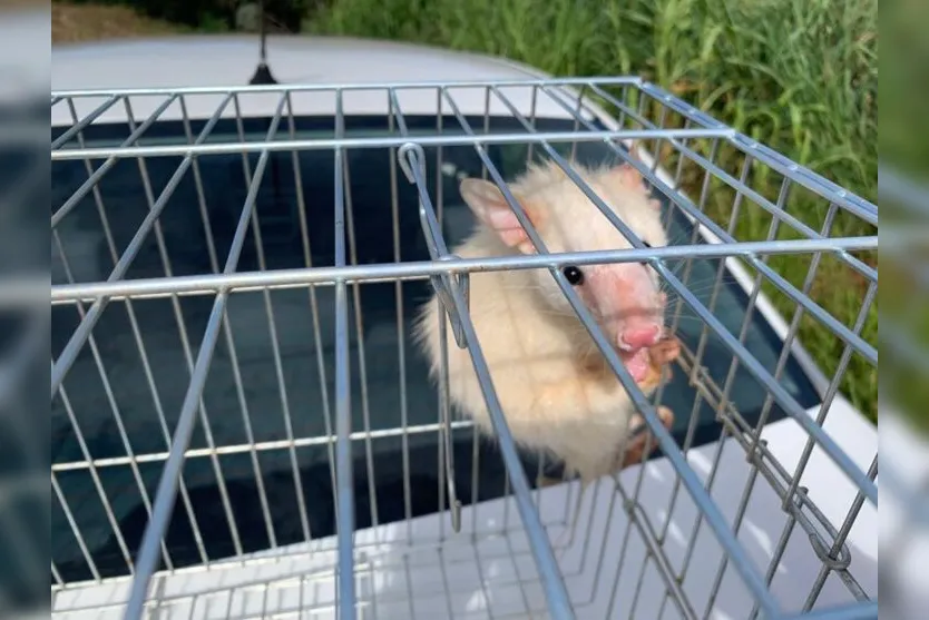 Gambá albino raro é capturado em Arapongas