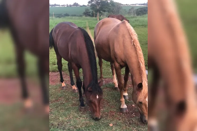 Ladrões furtam cavalos da raça quarto de milha em Arapongas