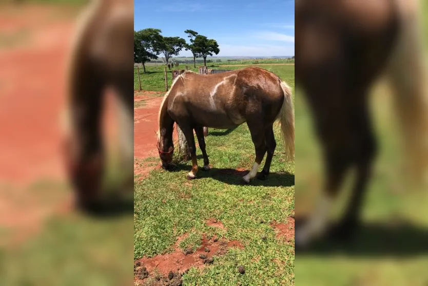 Ladrões furtam cavalos da raça quarto de milha em Arapongas
