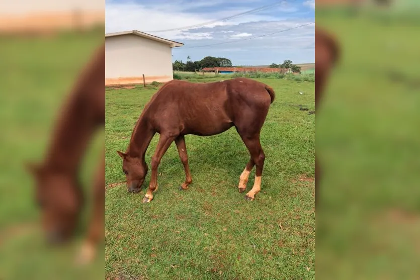 Ladrões furtam cavalos da raça quarto de milha em Arapongas