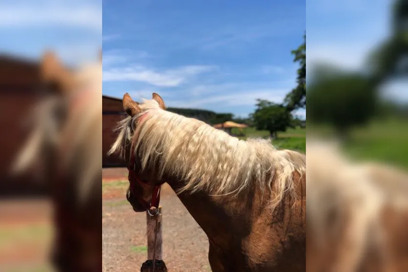 Ladrões furtam cavalos da raça quarto de milha em Arapongas