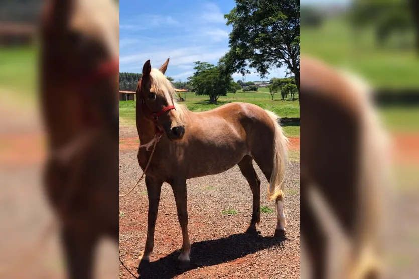 Ladrões furtam cavalos da raça quarto de milha em Arapongas