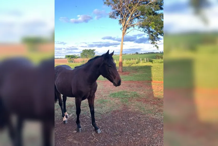 Ladrões furtam cavalos da raça quarto de milha em Arapongas