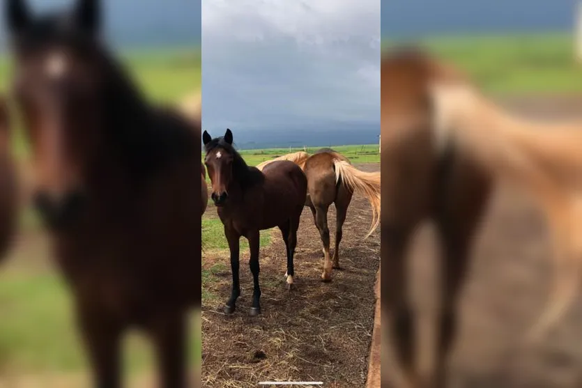 Ladrões furtam cavalos da raça quarto de milha em Arapongas
