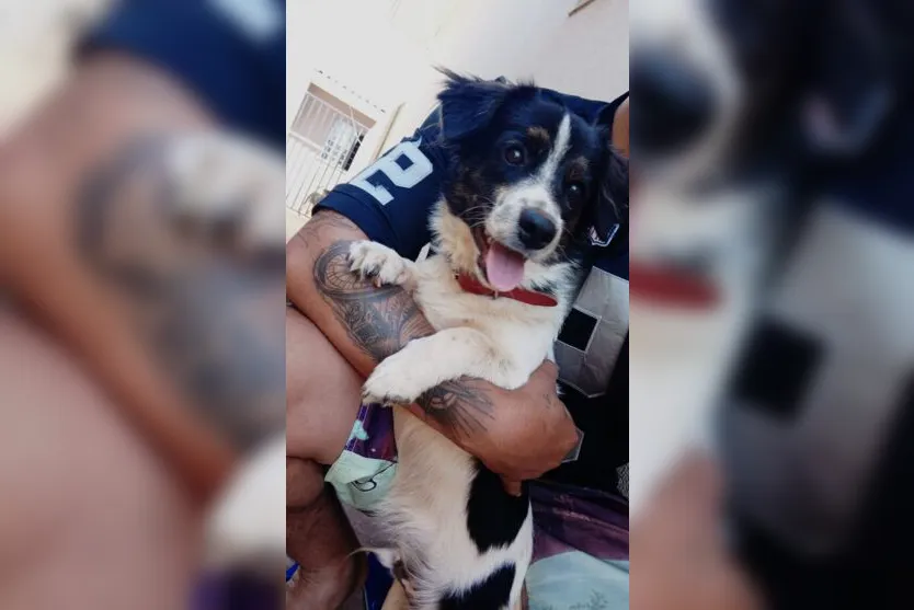 Motoboy flagra dono abandonando cão e salva animal em Apucarana