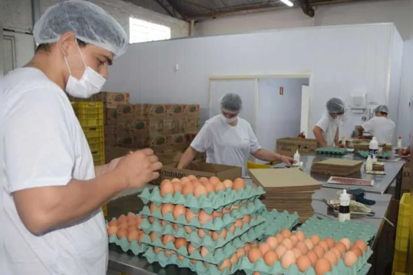  Ovos do Campo do grupo Campollo  produz diariamente em média 32 mil ovos caipiras 