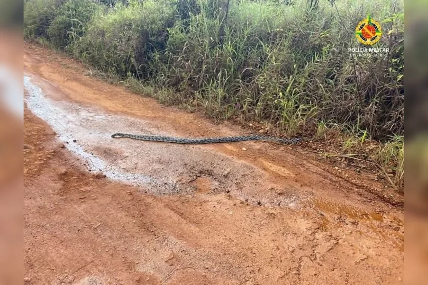 PMDF encontra píton que foi solta por engano no cerrado