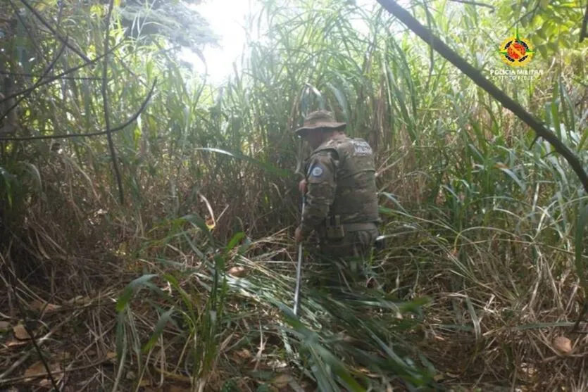 PMDF encontra píton que foi solta por engano no cerrado