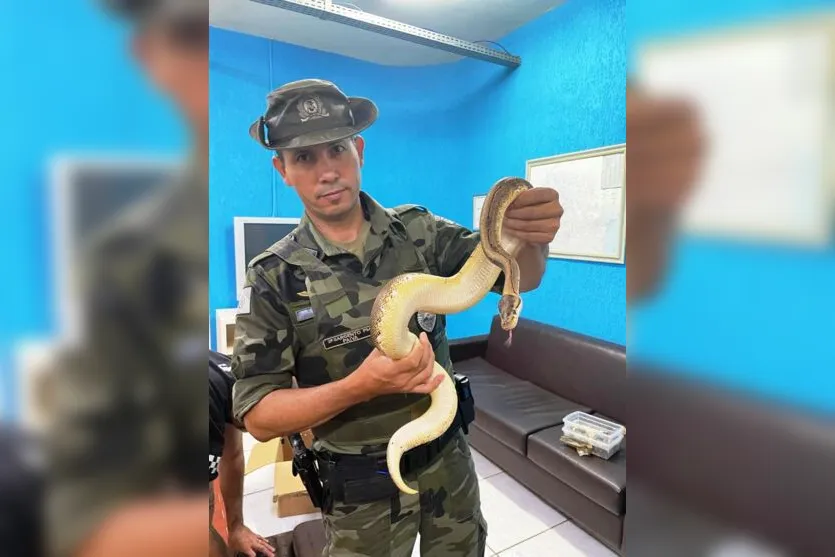 PRF apreende mala com serpentes e tartarugas no Paraná