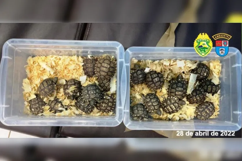 PRF apreende mala com serpentes e tartarugas no Paraná