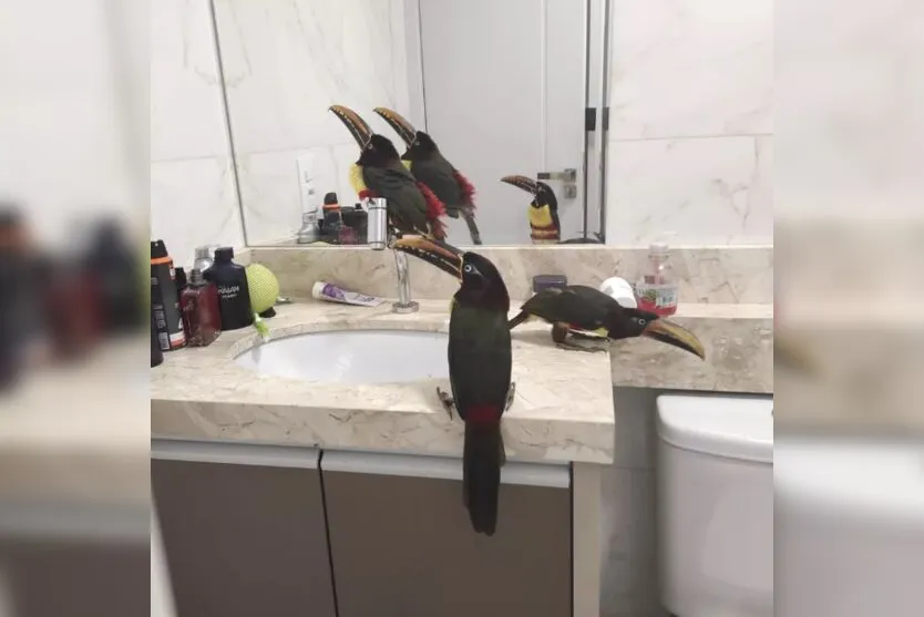 Pássaros ameaçados de extinção entram em apartamento no PR