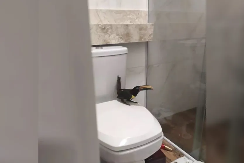 Pássaros ameaçados de extinção entram em apartamento no PR