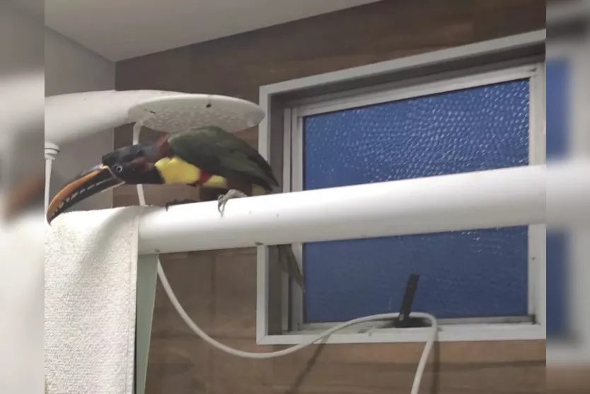 Pássaros ameaçados de extinção entram em apartamento no PR