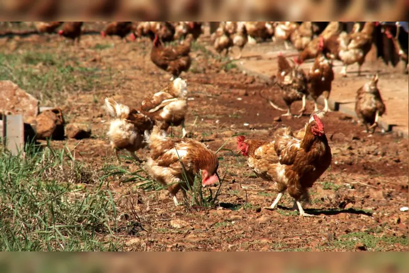 Produção de ovos caipiras ganha espaço no Vale do Ivaí