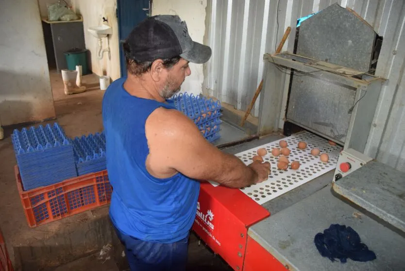 Produção de ovos caipiras ganha espaço no Vale do Ivaí