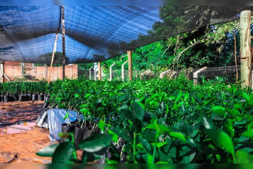 Agricultores de Jardim Alegre recebem 2 mil mudas de citros