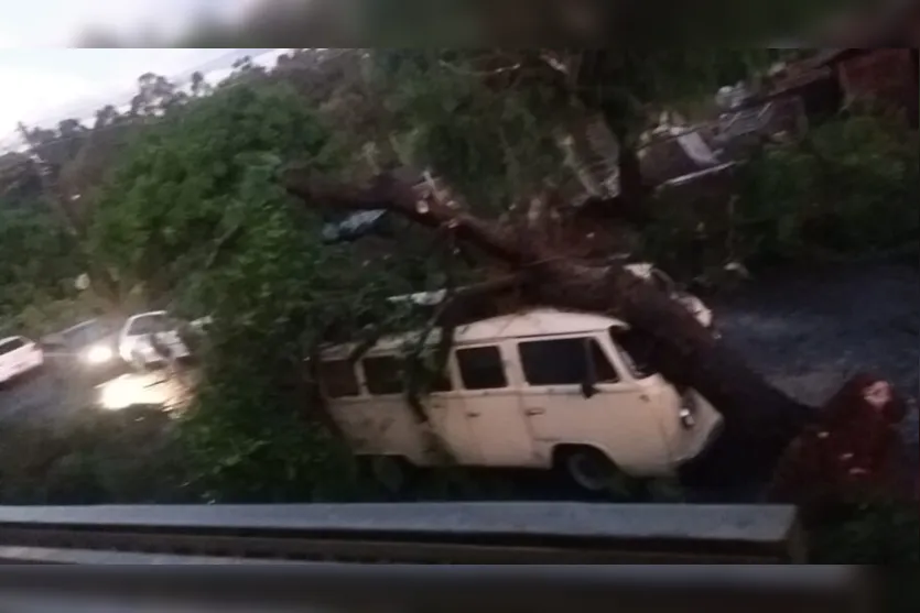Após vendaval, árvore cai em Kombi no Jardim Eldorado; vídeo