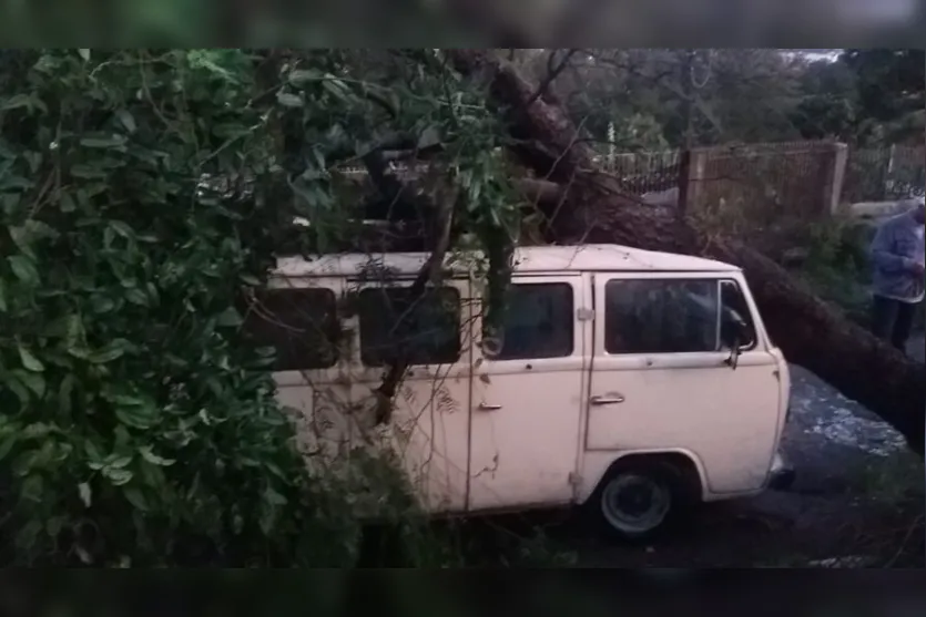 Após vendaval, árvore cai em Kombi no Jardim Eldorado; vídeo