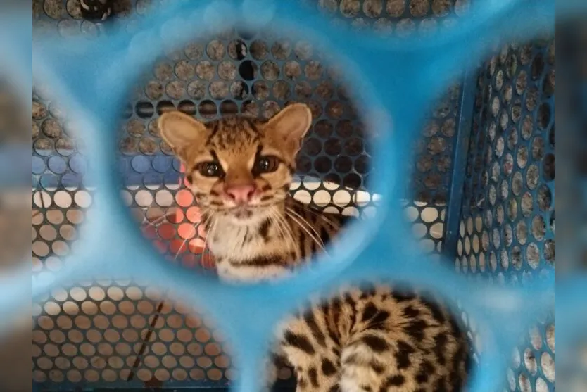 Filhote de jaguatirica é capturado em Jandaia do Sul; veja