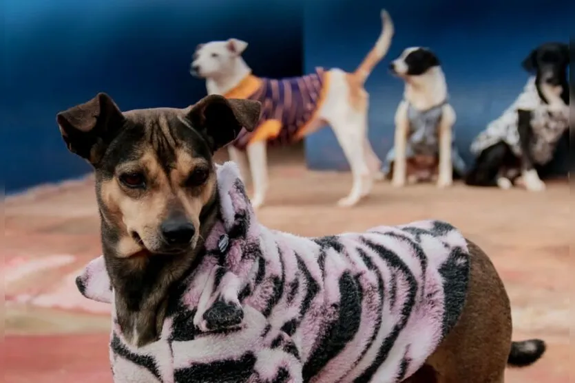 Frio: animais do canil e do bosque têm proteção extra